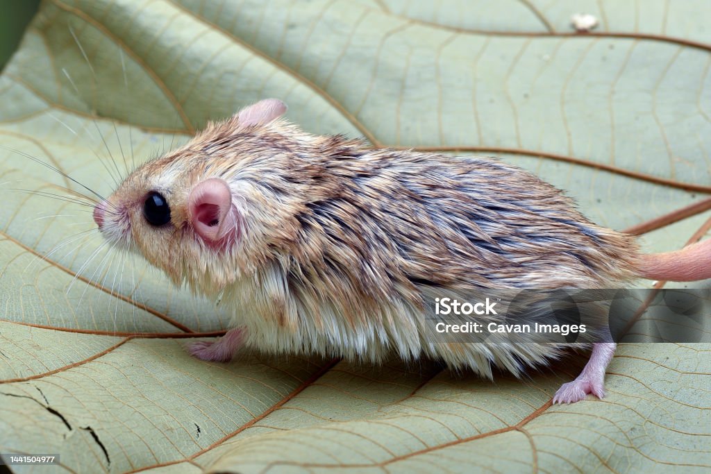 Close-up photo of Fat tailed_ gerbil (Pachyuromys duprasi) Close-up photo of Fat tailed_ gerbil (Pachyuromys duprasi) in Jakarta, Jakarta, Indonesia Animal Stock Photo