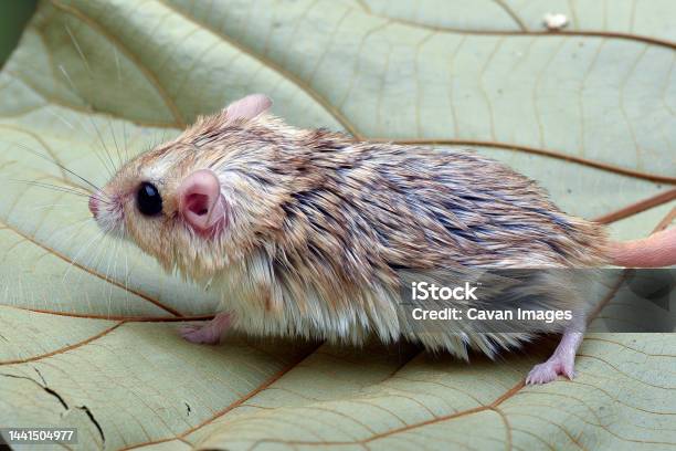 Closeup Photo Of Fat Tailed Gerbil Stock Photo - Download Image Now