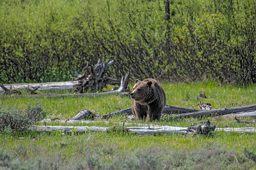 Grizzly bear observing surroundings in Grand Teton National Park in western Wyoming USA, The nearest town is Jackson, Wyoming.