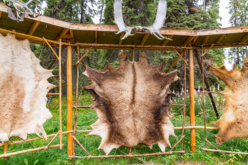 Tanned animal hides stretched on a rack in an Alaskan village for fur clothing