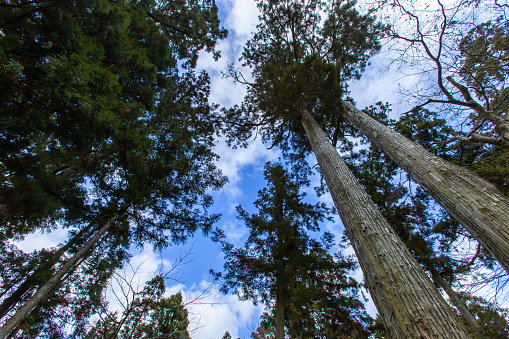 Bottom view of tall old trees in forest at Hieizan (Mt. Hiei) in sunny day, Shiga, Japan. Blue sky in background. Scenic, tranquil, nature concept