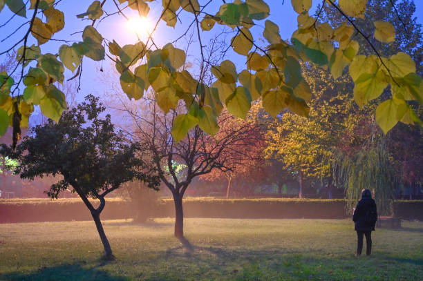 istock Autumn colors in the park 1441509427