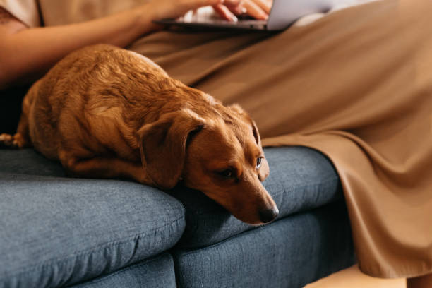 istock Small rescue pet dog laying next to his owner while she is working 1441510705