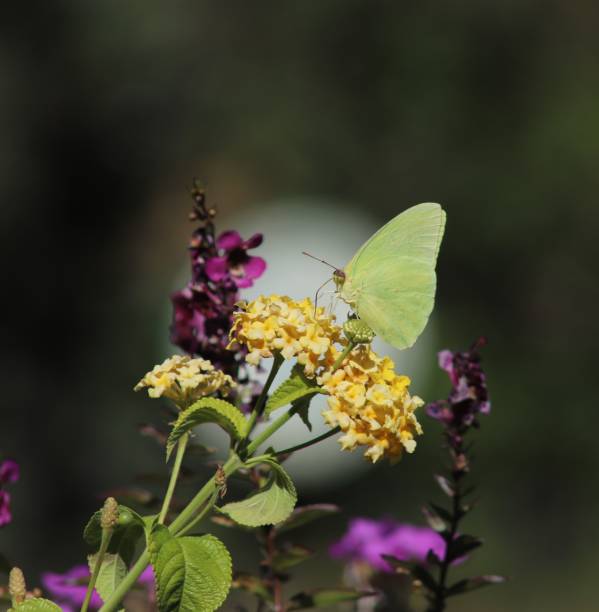 istock Sulphur Butterfly on Lantana 1441512147