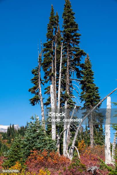 Summer Hike Through Mount Rainier National Park Washington State Usa Stock Photo - Download Image Now