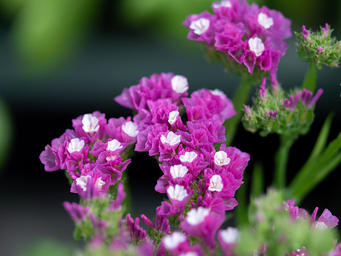 Limonium Sinuatum flowers