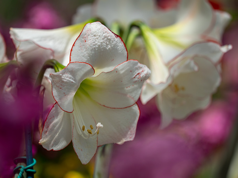 Close up Amaryllis flower