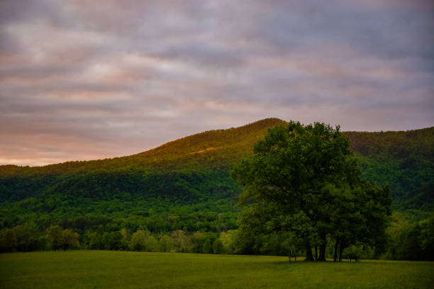 istock Large Tree in Cades Cove with Fresh Summer Leaves 1441514596