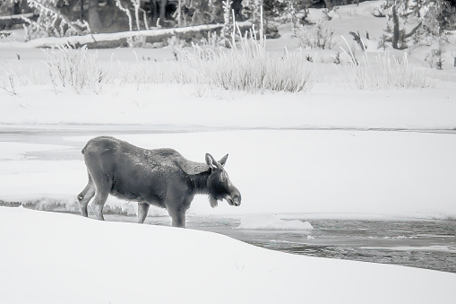 Moose crossing stream in Lamar Valley in January's coldest weather in Yellowstone National Park in western Wyoming on the border of Montana, USA.