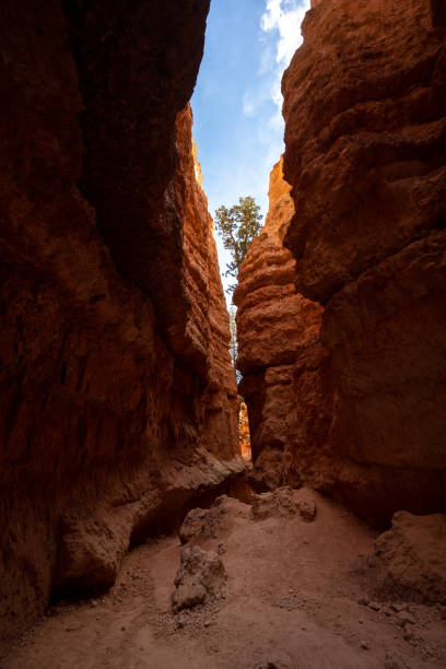 istock Narrow Path Through Hoodoos Known As Wall Street 1441515324