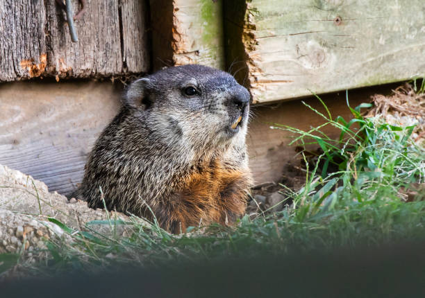 istock Close up of a groundhog 1441517526