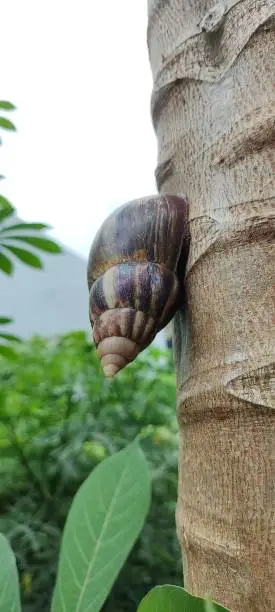 Achatina fulica or snail clings to tree branches. These animals can help overcome nutritional and iron deficiency (anemia) in the age group of children and adult women