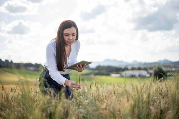 istock Female agronomist looking at wheat field 1441521230