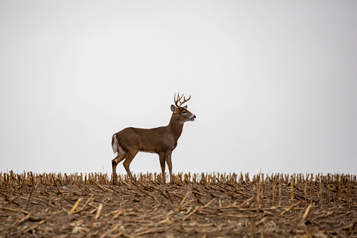 White-tailed deer buck (odocoileus virginianus) standing in a Wisconsin cornfield and breathing heavy from the rut, horizontal