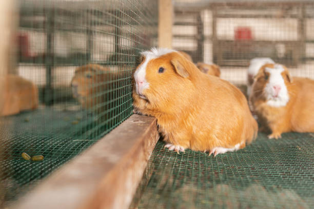 istock Focus on a guinea pig in captivity 1441522389