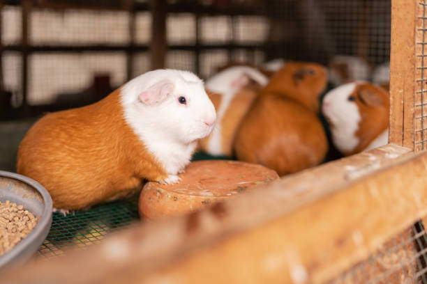 Guinea pigs on a cage in a farm