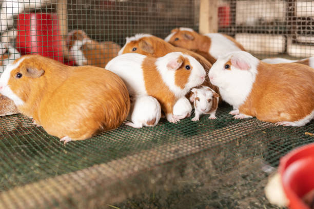 istock Guinea pigs with babies in a cage in a farm 1441522394
