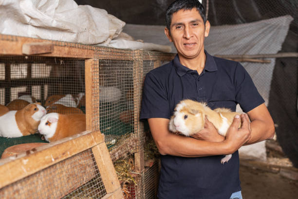 istock Farmer on a guinea pig farm 1441522452