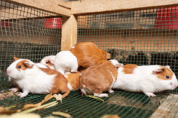istock Guinea pigs in a small cage in a farm 1441522464