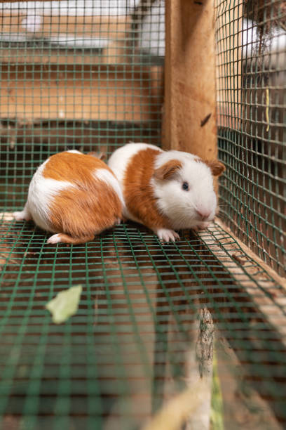 istock Two guinea pigs in a cage in a farm 1441522536