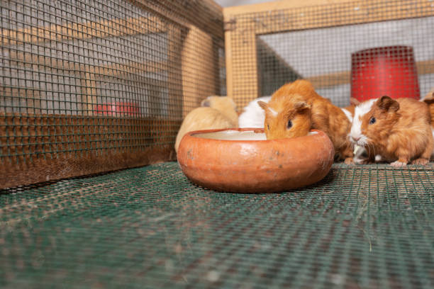 istock Guinea pig drinking water inside a cage in a farm 1441522699