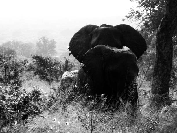 istock Mother elephant and her baby silhouettes 1441524273