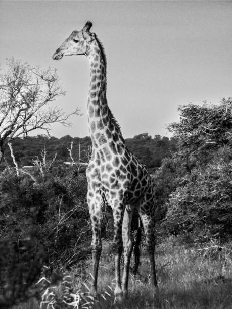istock A lonely giraffe poses for the camera 1441524310