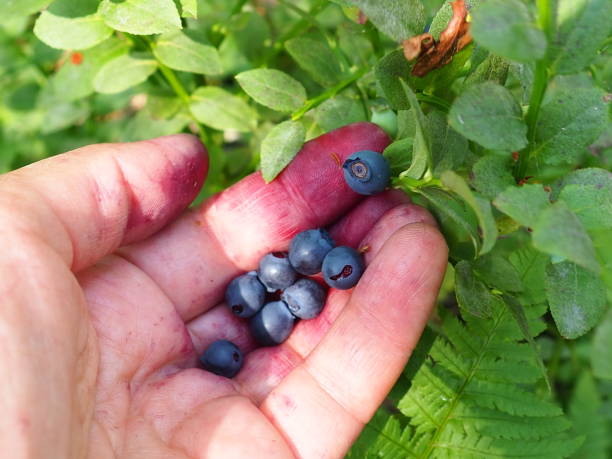 Hand picking common blueberries. Fingers stained with blueberry juice. Blueberry, or Blueberry myrtle Vaccinium myrtillus, a low-growing shrub, genus Vaccinium of the family Heatheraceae stock photo
