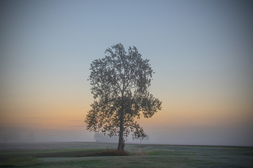 Single Tree in the early morning fog-Howard County, Indiana