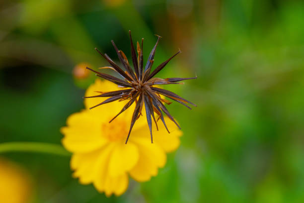 Wild Flower-Spanish Needles-Howard County, Indiana