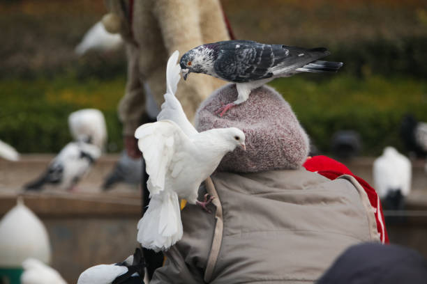 istock People and pigeons 1441535994
