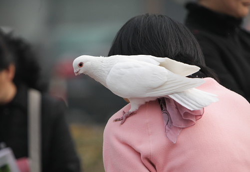 People and pigeons