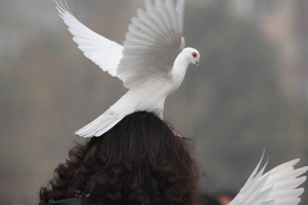 istock People and pigeons 1441536039