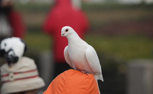 Alert white dove standing on the loft