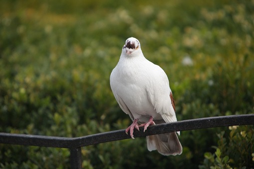 Landing feral pigeon (Columba livia domestica or Columba livia forma urbana).