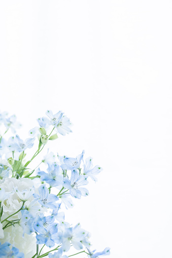 Close up of Chinese plumbago (ceratostigma willmottianum) flowers in bloom