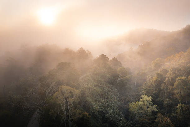 istock sunrise in the forest 1441540776