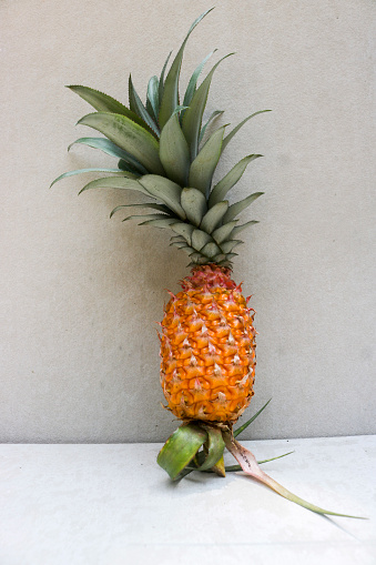 a ripe whole local pineapple isolated on gray background