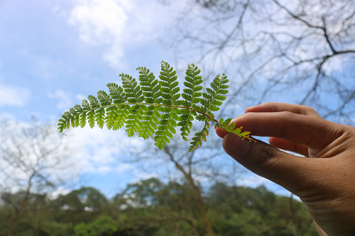 Hand holding Polypodiophyta fern that grows on the slopes of Mount Merapi with a blue sky background