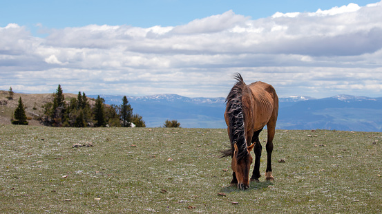 Bay dun wild horse stallion grazing above Big Horn Canyon in the western United States