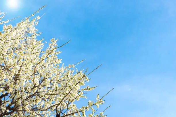 White plum blossoms in full bloom and blue sky.