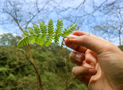 Hand holding a Polypodiophyta fern that grows wild on the slopes of Mount Merapi with a hilly background