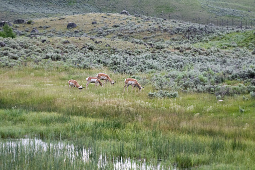 Four antelope (pronghorn) grazing near Tower Junction in northwestern Wyoming, Yellowstone National Park. USA.