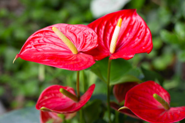 istock Flamingo flower or pigtail anthurium 1441544906