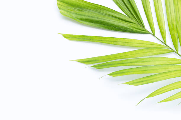 istock Green leaves of palm tree on white background. 1441545105