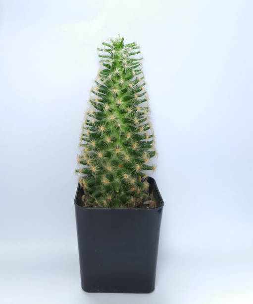 istock picture of tall green cactus 1441546423