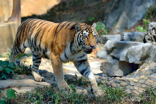 Bengal Tiger on the grasslands of Sunderbans National Park. The Bengal tiger is considered to be an endangered species. Despite being the most common of all the tiger species, there are thought to be around 2,000 Bengal tigers left in the wild.