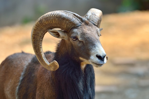 Argali (bighorn sheep),found mainly in central Asia and western China,It is a large wild goat.