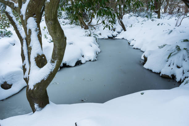 istock Beacon Hill Park in Winter Victoria BC 1441548428