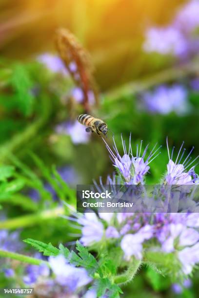 Bee And Flower Phacelia Flying Bee Collects Pollen From Phacelia Against The Backdrop Of Greenery Phacelia Tanacetifolia Spring And Summer Backgrounds Stock Photo - Download Image Now